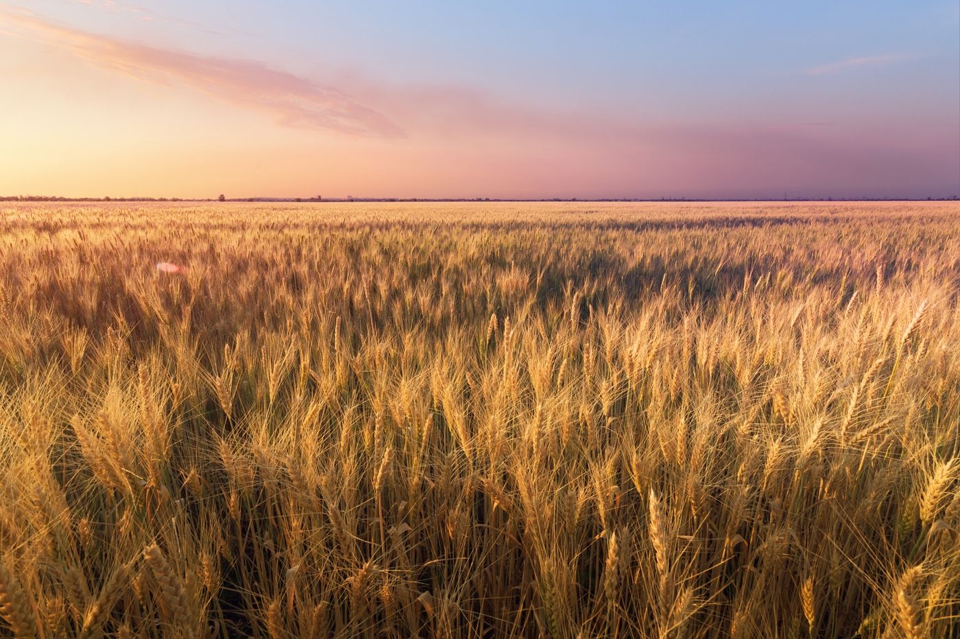 Prestiamo molta attenzione all'agricoltura