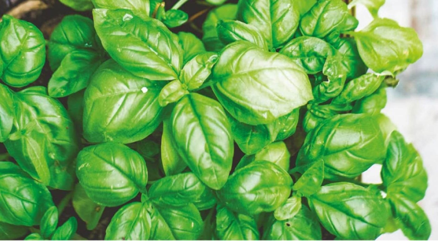The Carta del Basilico