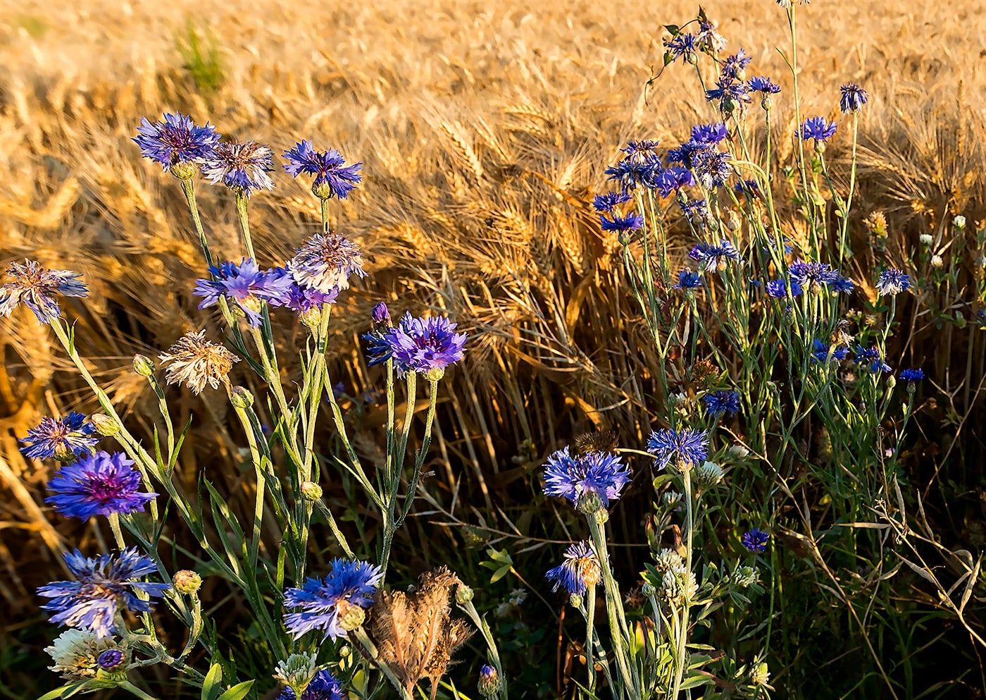We pay close attention to farming