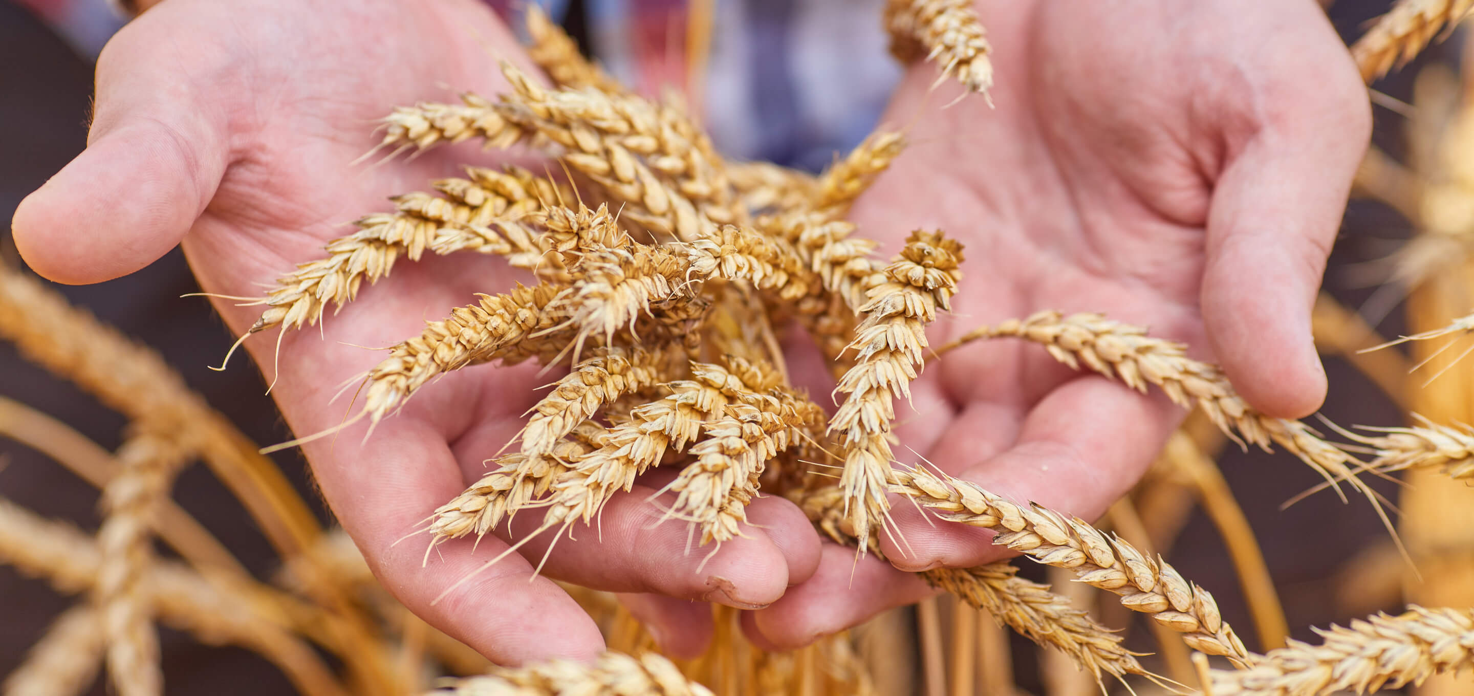 Hands holding ears of wheat