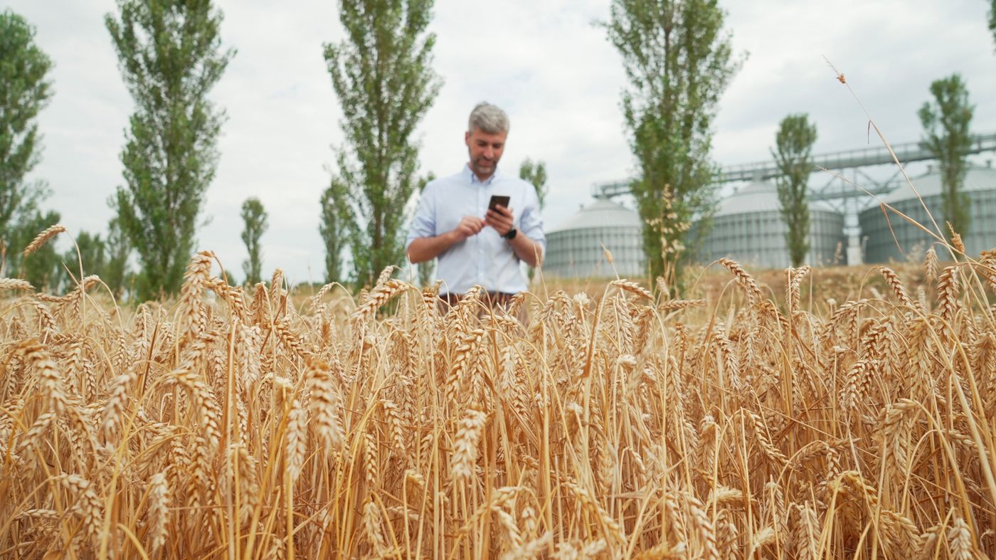 uomo con cellulare in mezzo alle spighe di grano