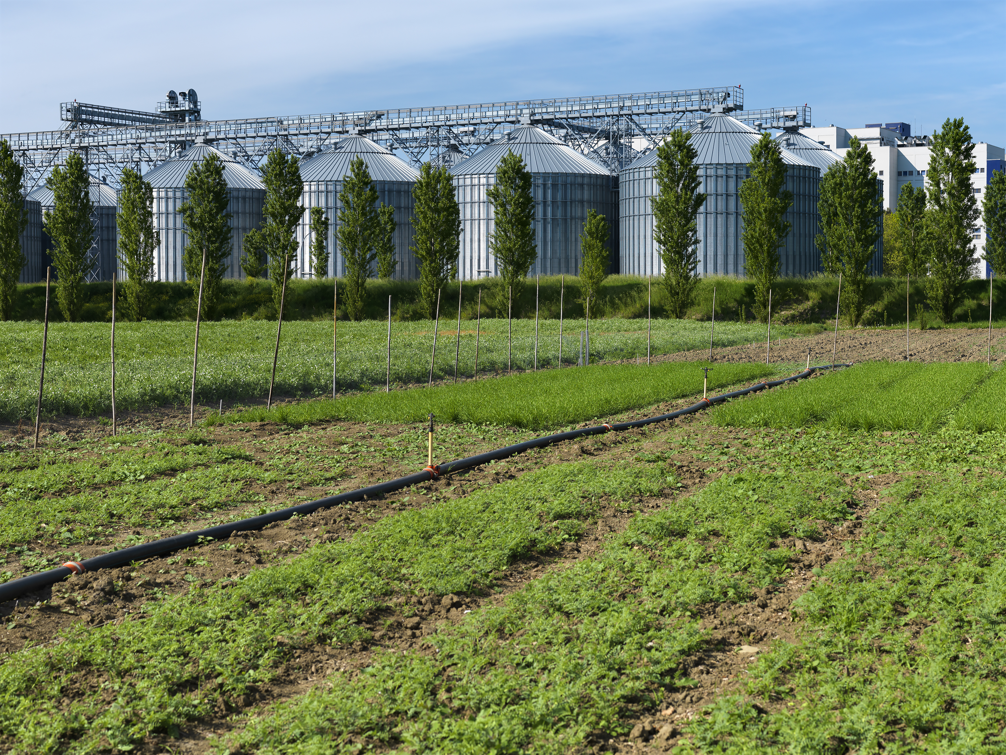stabilimento Barilla