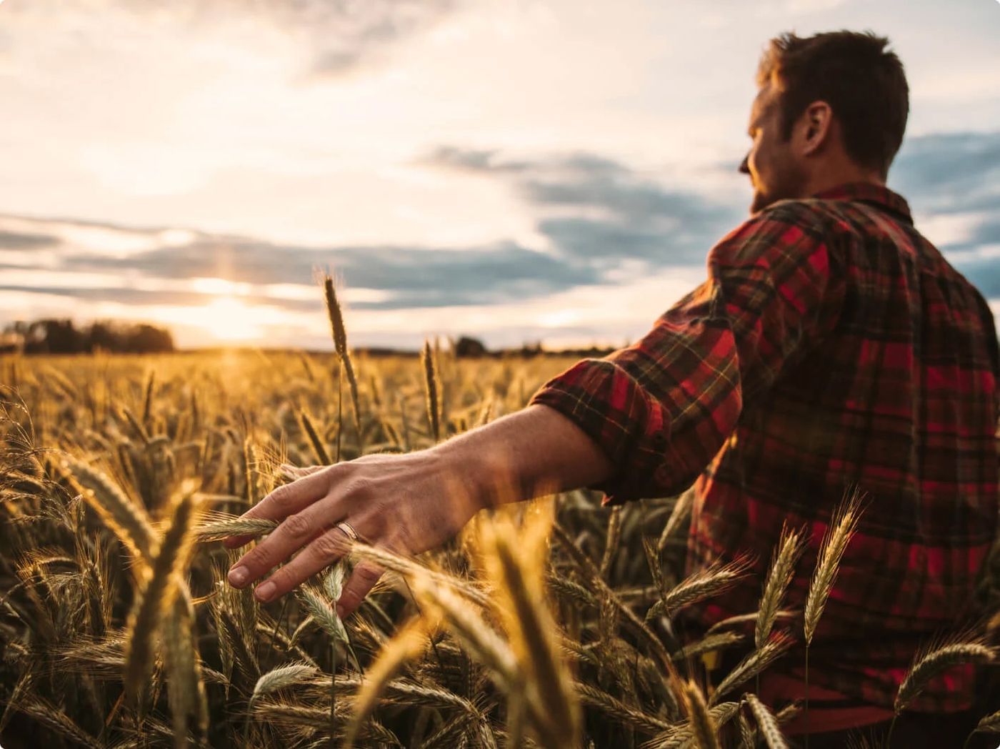 uomo in mezzo al grano al tramonto