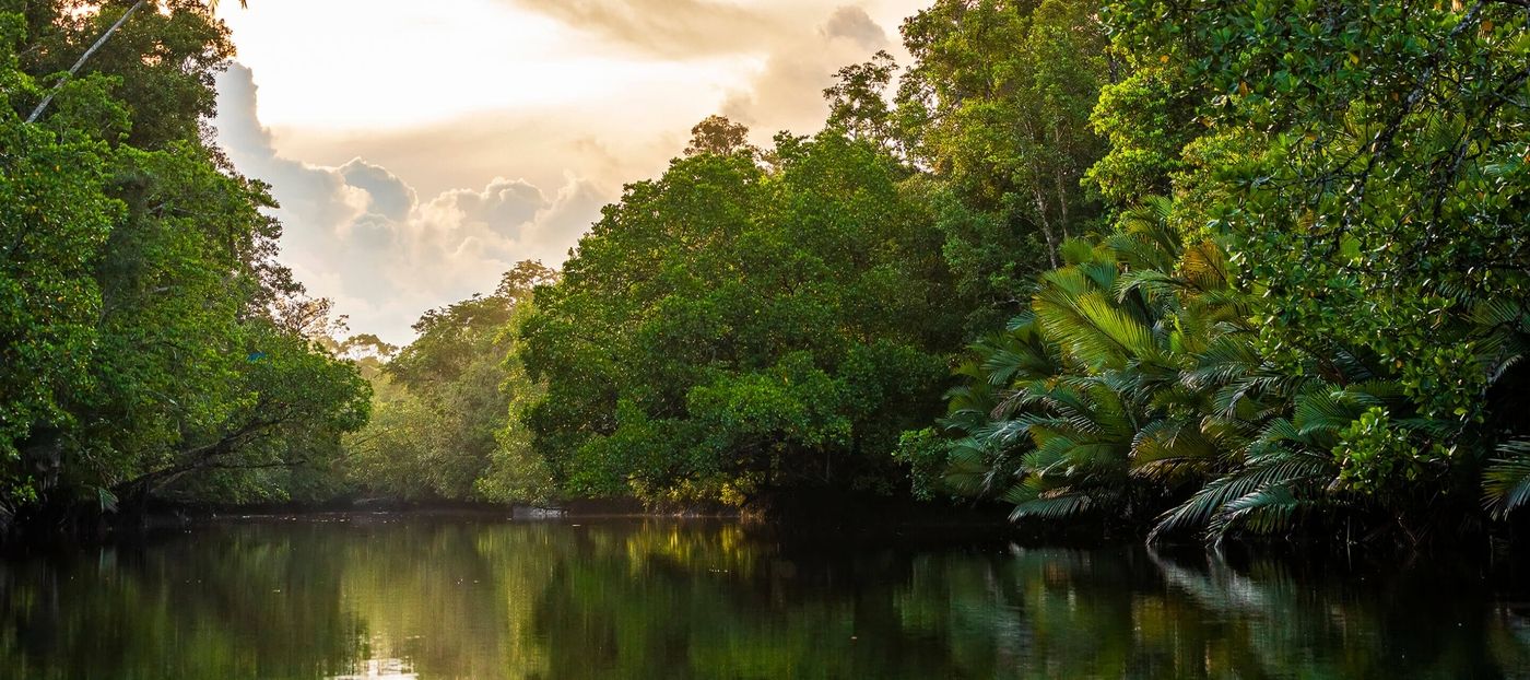 Peruvian rainforest