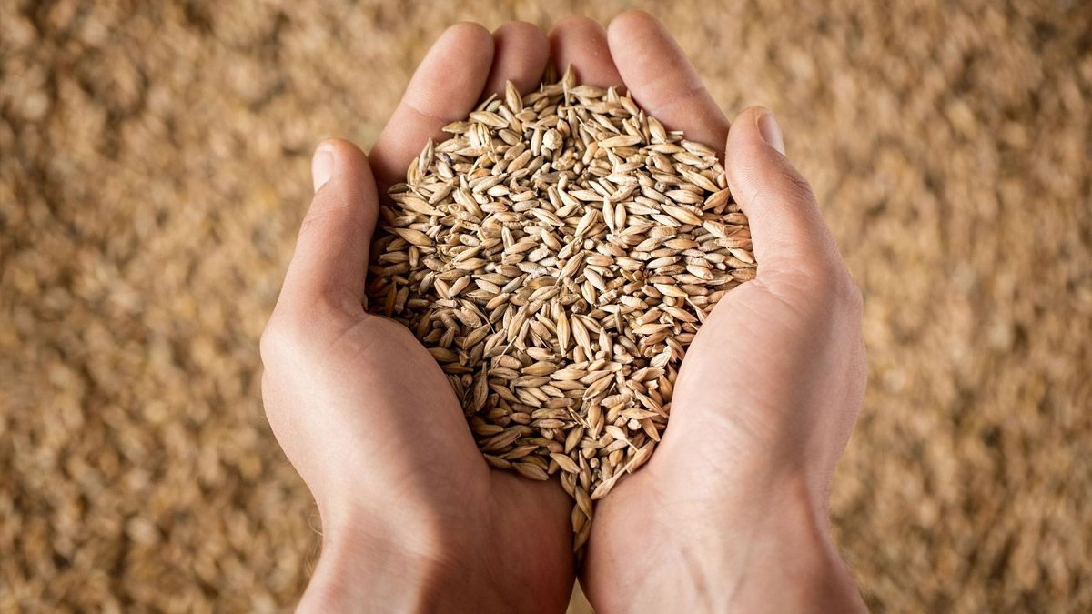 wheat grains in the foreground