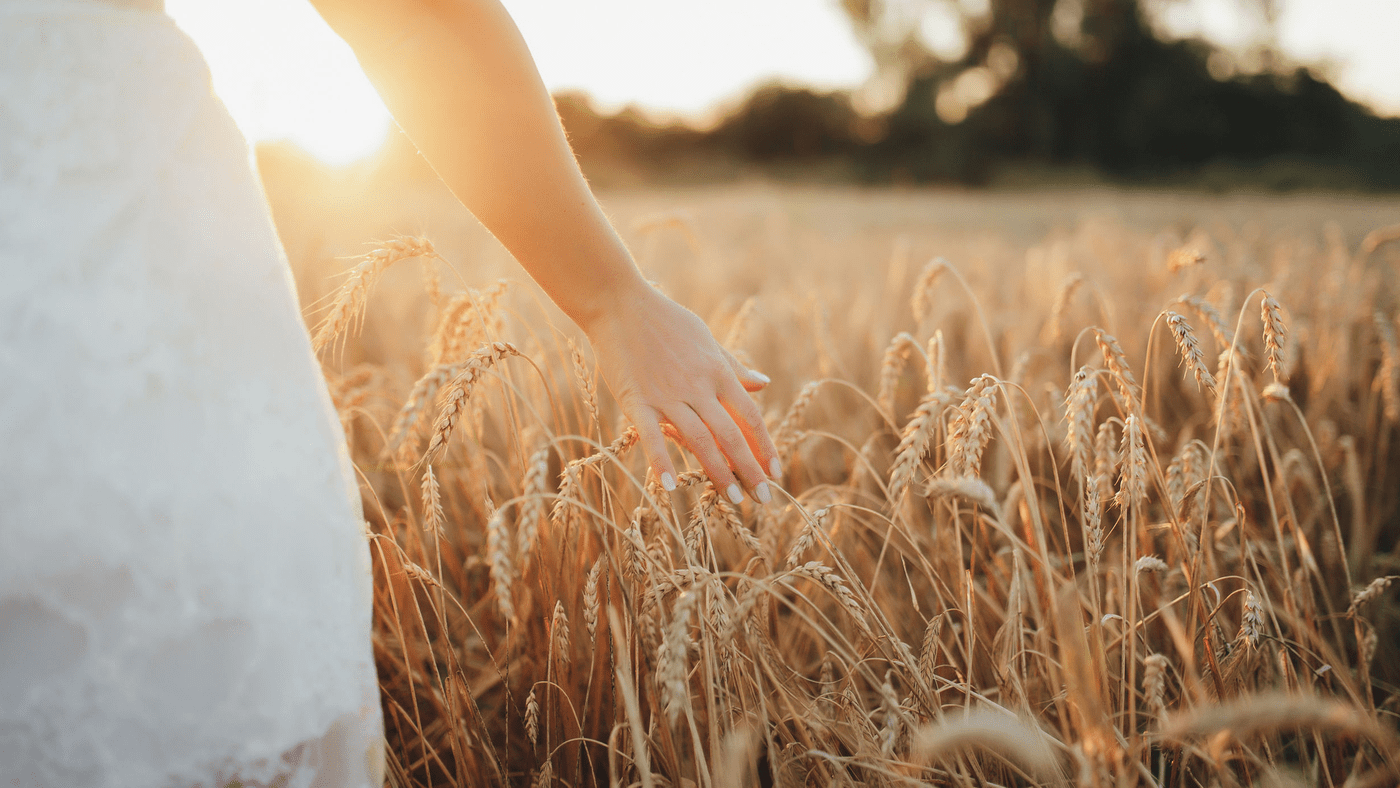 wheat field at sunset